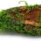 Live Aquarium Plants on Driftwood, Lava Rock, Moss, Fiber Mat - Freshwater Fish Tanks - Easy, Beginner Friendly (Christmas Moss on Clay)
