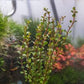Live Aquarium Stem Plants - Freshwater Aquatic Plant for Fish Tanks, Aquascaping - (Rotala H'Ra, 4 Bunches)