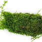 Live Aquarium Plants on Driftwood, Lava Rock, Moss, Fiber Mat - Freshwater Fish Tanks - Easy, Beginner Friendly (Christmas Moss on Clay)