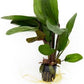 Echinodorus Big Bear Sword Live Plant for Freshwater Aquariums, Natural Fish Tank Decorations, and Aquatic Decor (1 Pot (2-3 Plants))