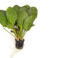 Echinodorus Fancy Twist Sword Live Plant for Freshwater Aquariums, Natural Fish Tank Decorations, and Aquatic Decor (1 Pot (2-3 Plants))