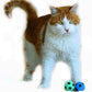 Foam Sponge Soccer Ball Cat Toy Interactive Cat Toys Independent Pet Kitten Cat Exrecise Toy Balls for Real Cats Kittens, Soft, Bouncy and Noise Free (8 Pack)