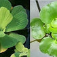 2 Water Lettuce + 2 Water Hyacinth Bundle - Floating Live Pond Plants