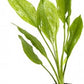 Potted Live Aquarium Plants | Freshwater Aquatic Plants for Aquariums (Amazon Sword)