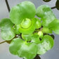 2 Water Lettuce + 2 Water Hyacinth Bundle - Floating Live Pond Plants