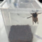 Small Reptile breeding Box Spider Terrarium freeding Box for arboreal Tarantula Scorpion Sling Lizards Mantis Jumping Spider Snail Insect Isopods Terrariums Breeding Box (4high+4small)