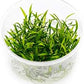 Cryptocoryne parva in Vitro Tissue Culture Small Cup