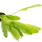 Echinodorus Major Ruffle Sword Live Plant for Freshwater Aquariums, Natural Fish Tank Decorations, and Aquatic Decor (1 Pot (2-3 Plants))