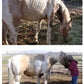 Super Weight Gain 10 lb, Equine Vitamin Mineral, Probiotic & Weight Gain Supplement