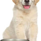 64 oz White Dog Bowl for Medium and Large Dogs, Non Slip Double Wall Vacuum Insulated Stainless Steel Dog Bowl That Keeps Water Cool (64 oz, White)