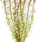 Live Aquarium Red Stem Plants - Freshwater Aquatic Plant for Fish Tanks, Aquascaping - (Rotala Wallichii, 1 Bunch)