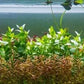 Live Aquarium Stem Plants - Freshwater Aquatic Plant for Fish Tanks, Aquascaping - (Needle Leaf Ludwigia Arcuata, 4 Bunches)