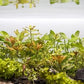 Live Aquarium Stem Plants - Freshwater Aquatic Plant for Fish Tanks, Aquascaping - (Needle Leaf Ludwigia Arcuata, 4 Bunches)