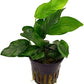 Potted Anubias Plants | Live Freshwater Aquatic Plants for Aquariums and Terrariums - Low Light, Low Maintenance Plants. (Potted Anubias VAR Nana)