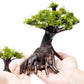 Live Aquarium Plants on Driftwood, Lava Rock, Moss, Fiber Mat - Freshwater Fish Tanks - Easy, Beginner Friendly (Moss on Bonsai Tree, (Medium))