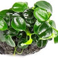 Live Aquarium Plants on Driftwood, Lava Rock, Moss Mat - Freshwater Fish Tank Plants (Anubias Nana Petite on Lava Stone)