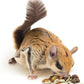 Squirrel Complete (1.75 lb.) - Healthy Natural Food - Nutritionally Complete Diet for Pet & Captive Squirrels - Ground, Grey, and Flying Squirrels, & Chipmunks