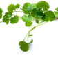 Hydrocotyle leucocephala Brazilian Pennywort Live Aquatic Aquarium Plant