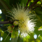 Rose Apple (Syzygium jambos)