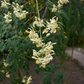 Moringa (Moringa oleifera)