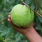 XL Guava Bundle: 'Ruby Supreme' & 'Kilo' Guava Trees