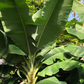 Banana Bundle: Siam Ruby, Blood Banana, Dwarf Cavendish & Red Abyssinian