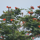 African Tulip Tree, Jamaican Donkey Pee Pee  (Spathodea campanulata)