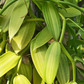 Vanilla Bean Orchid (Vanilla planifolia)