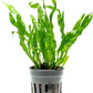 Live Plants - Java Fern 'Flaming' (Microsorum pteropus) - Low to Medium Light Aquarium Display, Bright Green Accent, Midground Tank, Freshwater Aquatic Plant - Pot
