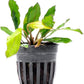 Live Plants - Echinodorus ‘Green Chameleon’ (Echinodorus sp.) - Medium to High Light, Green Red Accent, Midground to Background Placement, Freshwater Aquatic Plant - Pot