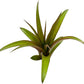Air Plants - Tillandsia Red Capitata, Large 5-7” - 3 ct - Live Arrival Guaranteed - House Plants for Home Decor & Gift
