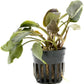 Live Plants - Lagenandra Meeboldii Red (Lagenandra meeboldii) - Moderate to High Light Tank Display, Red to Bronze Accent, Midground Placement, Freshwater Aquatic Plant - Pot