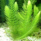 4 Species Aquarium Plants Package - Java Fern (Microsorum), Hornwort (Ceratophyllum demersum), Amazon Sword (Echinodorus), and Moneywort (Bacopa Monniery)