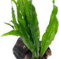 Live Aquarium Plants on Driftwood, Lava Rock, Moss Mat - Freshwater Fish Tank Plants (Java Fern, Driftwood (Medium))