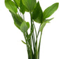 Echinodorus Grandifolius Sword Live Plant for Freshwater Aquariums, Natural Fish Tank Decorations, and Aquatic Decor (1 Pot (2-3 Plants))