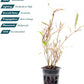 Live Plants – Chai Hygrophila (Hygrophila lancea 'Chai') – Medium to High Light, Pink and Reddish Accent Aquatic Plant, Midground Placement – Stem Growth – Pot – 1 Pack