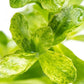 Live Aquarium Stem Plants - Freshwater Aquatic Plant for Fish Tanks, Aquascaping - (Bacopa Monnieri Variegatus, 1 Bunch)