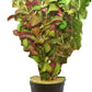 Live Aquarium Ludwigia Repens Plants - Great Background for Fish Long Lasting & Easy to Maintain Suitable Summer Winter Natural Oxygenator Pot ,Light/Medium Green; Striking Dark Red
