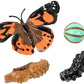 Insect Lore Bug Camp Bundle | Butterfly Kit with 1 Cup Live Caterpillars | Ladybug Land with 1 Tube Live Larvae | Ant Mountain with 1 Tube Live Western Harvester Ants | Life Cycle Figurines & More
