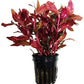 (Alternanthera Reineckii VAR. Rosanervig) Greenpro Alternanthera Reineckii Potted Live Aquarium Plants Easy Super Red Plants