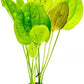 Echinodorus Yellow Sun Sword Live Plant for Freshwater Aquariums, Natural Fish Tank Decorations, and Aquatic Decor (1 Pot (2-3 Plants))