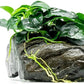 Live Aquarium Plants on Driftwood, Lava Rock, Moss Mat - Freshwater Fish Tank Plants (Anubias Nana Petite, Driftwood (Small))