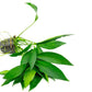 Anubias Live Aquarium Plants - Potted Freshwater Plant for Fish Tanks, Terrariums - Beginner Friendly Low Light (Congensis, Mother Plant)