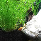 Pogostemon Stellatus Octopus Potted Stems Live Aquarium Plants Freshwater Tank Decoration