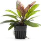 Live Plants - Echinodorus ‘Red Rubin’ (Echinodorus sp.) - Medium to High Light, Red Green, Midground to Background, Freshwater Aquascaping Aquatic Plant - Pot