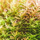 Live Aquarium Stem Plants - Freshwater Aquatic Plant for Fish Tanks, Aquascaping - (Rotala Indica, 4 Bunches)