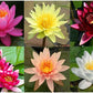 Live Hardy Water Lily Tubers Rhizomes Bulb Seed Nymphaea Aquatic Pond Plants Water Gardens Pre-Grown Flower in White Pink Red Yellow Orange Blue Purple (1, 3 Pk Hardy Lily Mix)