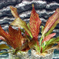 Potted Live Aquarium Plants | Freshwater Aquatic Plants for Aquariums (Red Flame Sword)