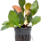 Live Plants - Echinodorus ‘Red Phoenix’ (Echinodorus sp.) - Medium to High Light, Red Green, Midground to Background Placement, Freshwater Aquascaping Aquatic Plant - Pot
