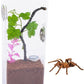 Tarantula Large Breeding Box Reptile Transparent Feeding Box Frog Cricket Snail Hatching Container Insect Habitat Cage(10.1" x 4.1" x 3.1")